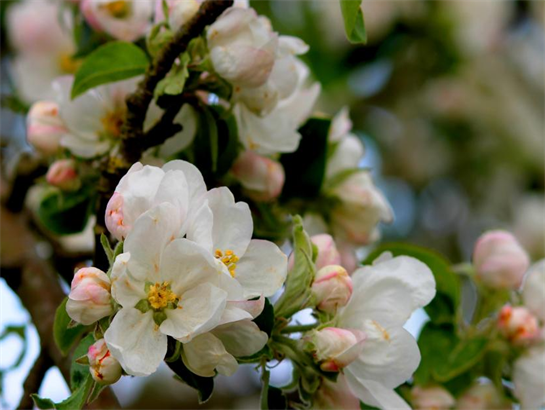 Flower and fruit promoting